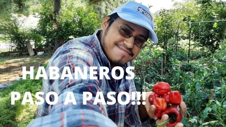 Gu&iacute;a para sembrar chile habanero