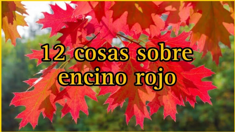 Encino Rojo: Levantando la Banqueta