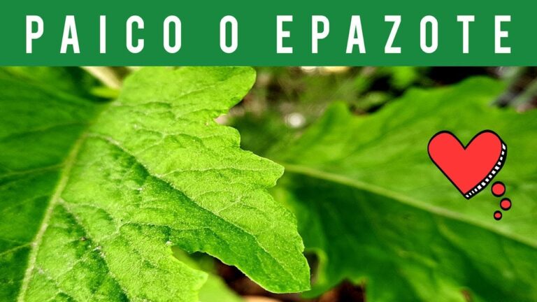 Beneficios del té de epazote: un aliado para la salud