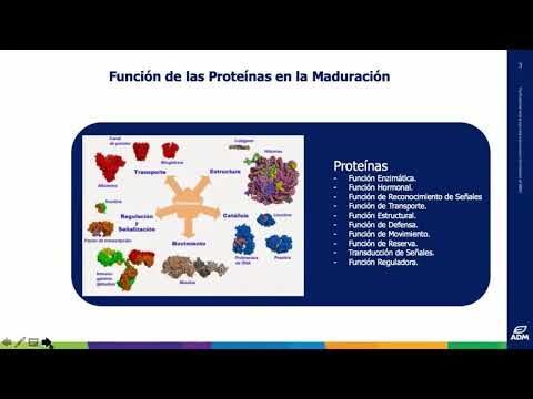 Beneficios Nutricionales del Camarón