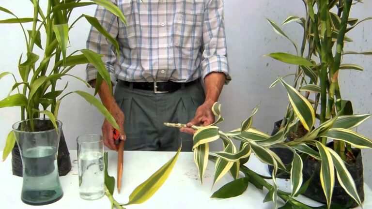 Decoración de bambú de la suerte: Consejos y tendencias