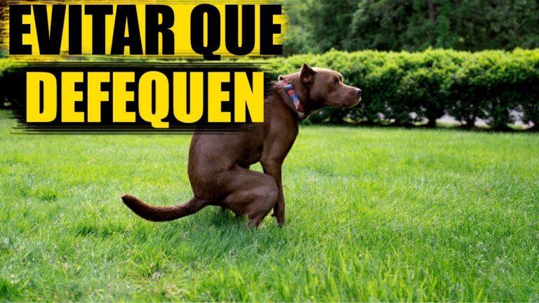 Evita que los perros defequen en tu jardín
