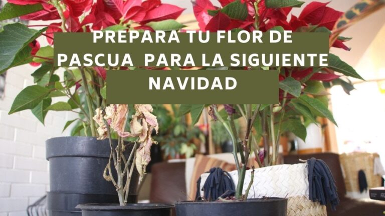 C&oacute;mo cuidar las nochebuenas despu&eacute;s de Navidad