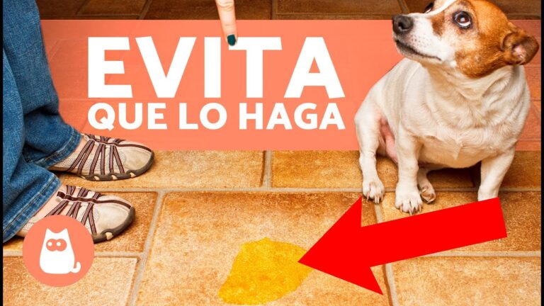 Evita que tu perro orine dentro de casa con estos consejos