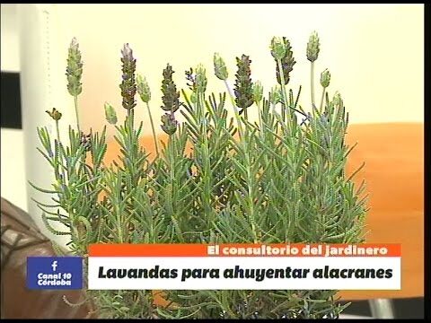 Plantas para ahuyentar alacranes
