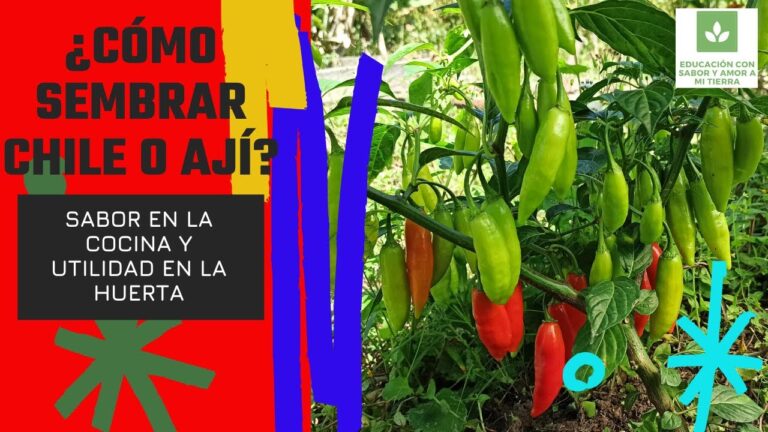 Guía para plantar chiles: Paso a paso