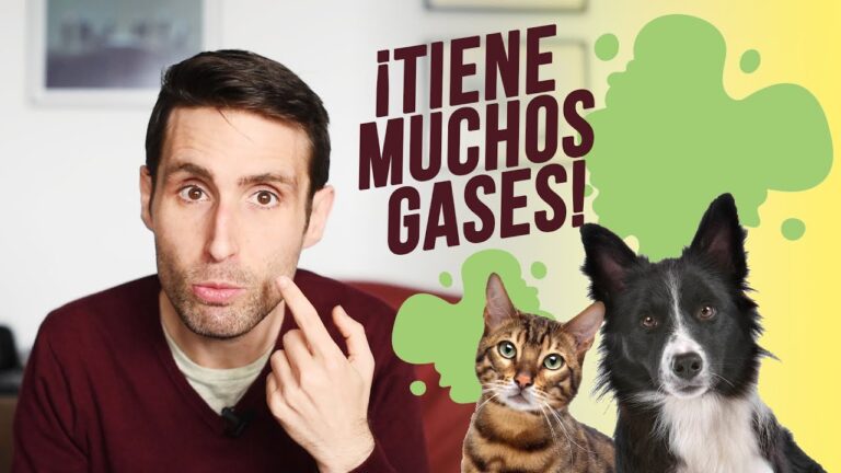 &iquest;Por qu&eacute; mi perro tiene gases tan malolientes?