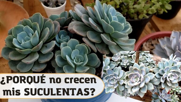 Razones por las que tus suculentas no crecen