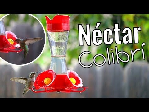 Receta f&aacute;cil para hacer n&eacute;ctar casero para colibr&iacute;es