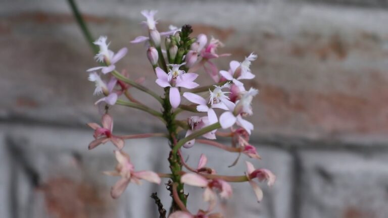 Preferencias de luz para las orqu&iacute;deas: sol versus sombra