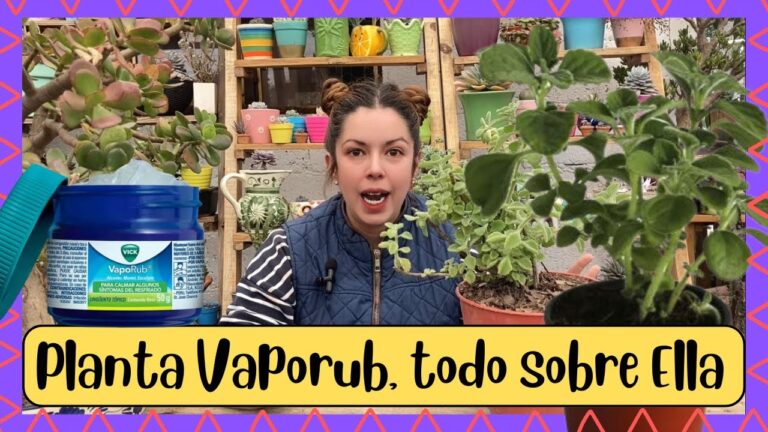 Usos sorprendentes de la planta de Vaporub