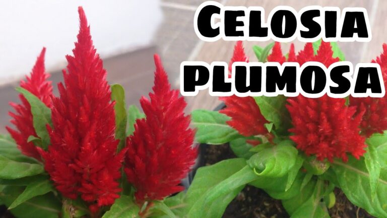 El significado de la planta celosía