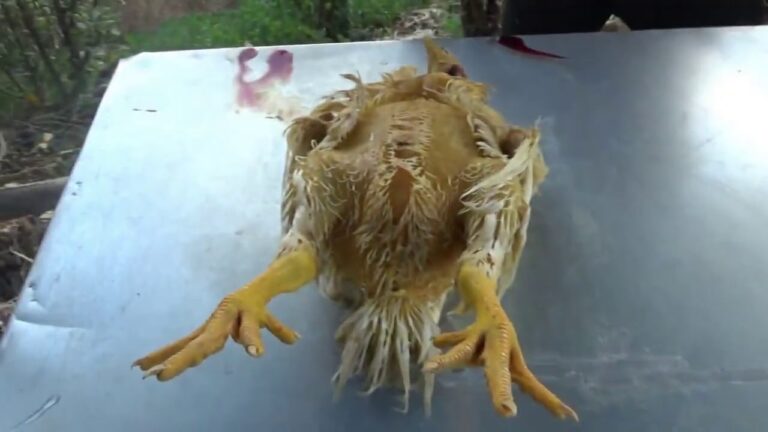 5 maneras efectivas de pelar pollos rápidamente