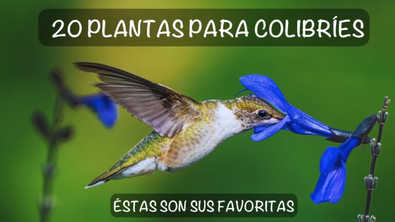 Plantas atrayentes para mariposas y colibríes