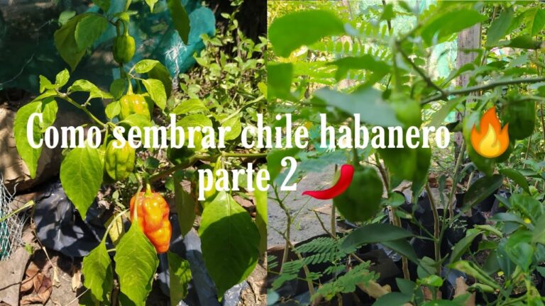 Planta de chile habanero: cuidados en sol y sombra