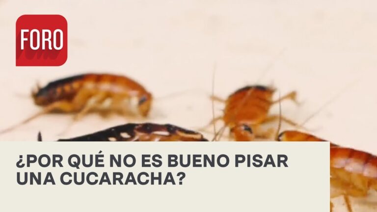 Razones para no aplastar cucarachas