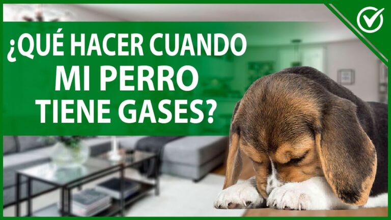 Soluciones para los Gases Apestosos en Perros