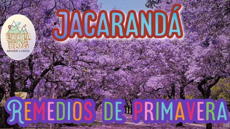 Jacaranda Comestible: Descubre los Usos Culinarios de esta Especie