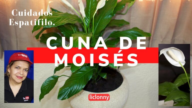 Frecuencia de riego para la cuna de Mois&eacute;s
