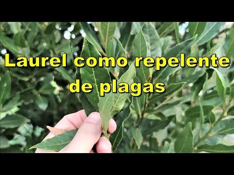 Usos del laurel como insecticida