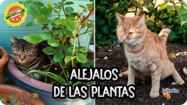5 formas efectivas de espantar gatos de tu jardín