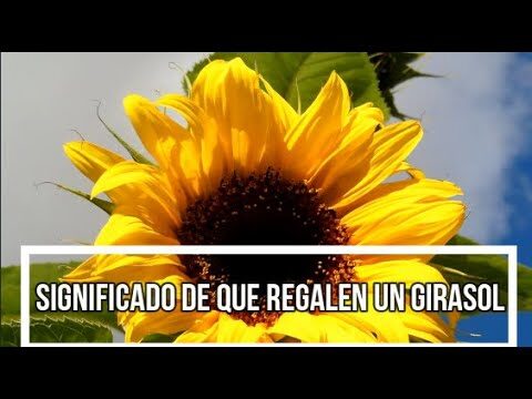 El significado de regalar un girasol