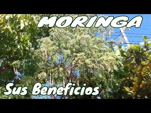 Preparación de la hoja de moringa: Guía fácil y práctica