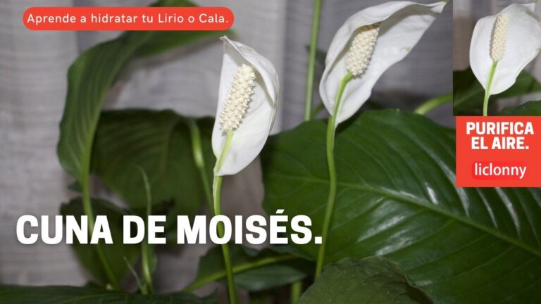 Beneficios de la planta cuna de Moisés