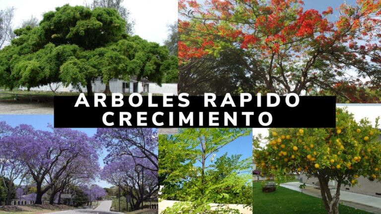 Los árboles que crecen más rápido