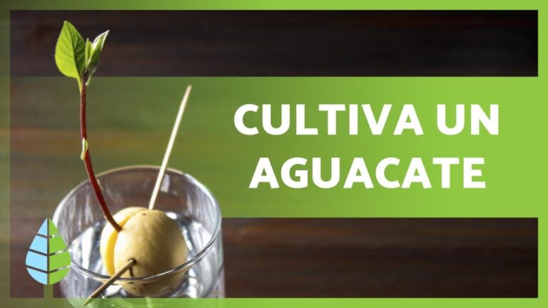 Gu&iacute;a para plantar hueso de aguacate de forma &oacute;ptima