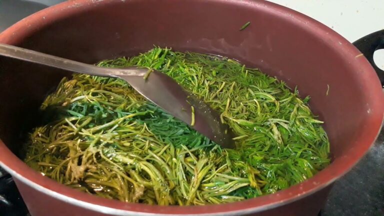 Romeritos mexicanos: origen, usos y recetas