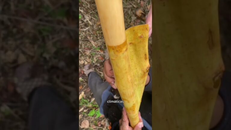 Características del Árbol de Canela