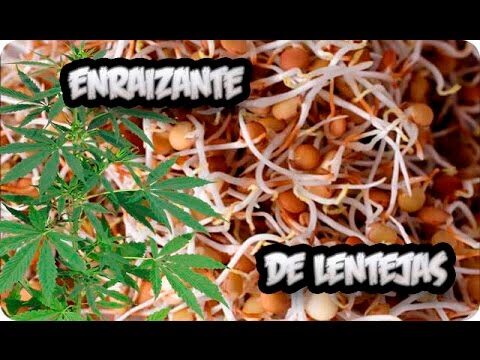 Guía Paso a Paso para el Enraizante de Lentejas