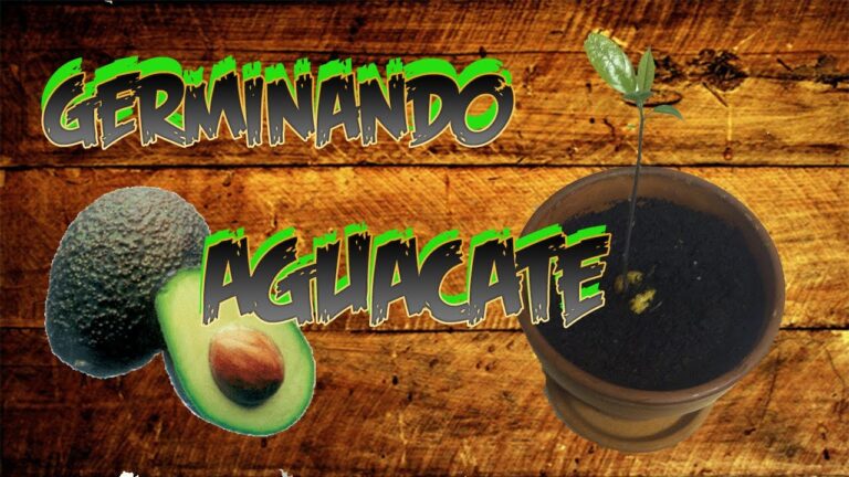 Gu&iacute;a Pr&aacute;ctica para Sembrar un Hueso de Aguacate