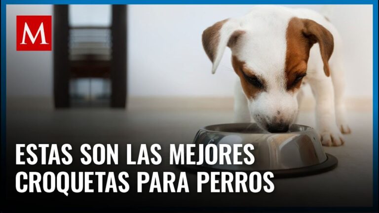 Las Mejores Marcas Mexicanas de Croquetas para Perros