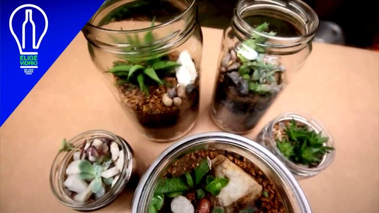Cómo Cultivar una Planta en un Frasco