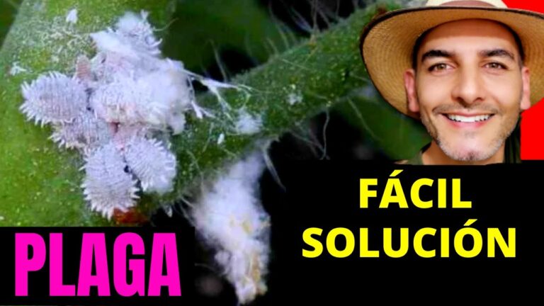 Cómo Eliminar las Conchillas de las Plantas Eficazmente