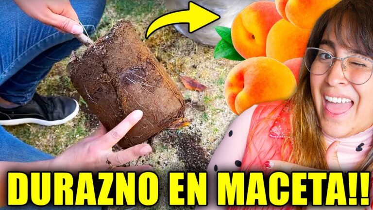 Guía práctica para plantar un durazno en maceta