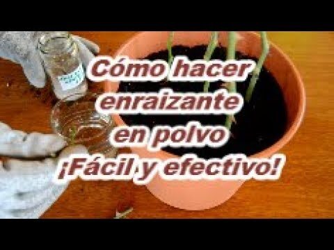 Beneficios del Enraizante de Lentejas en Polvo para el Cultivo