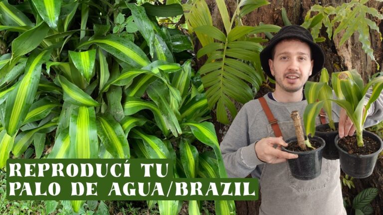 Palo de Brasil: &iquest;En Agua o Tierra?