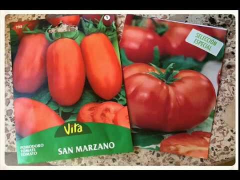 Guía Práctica para Sembrar Jitomate Saladet