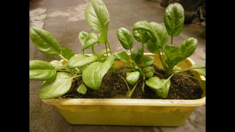 Cultivo Eficiente de Espinaca en Maceta