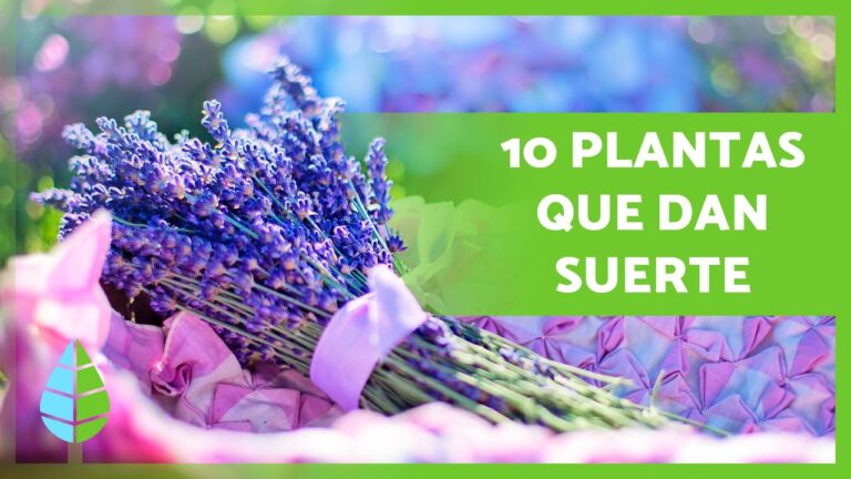 Plantas Feng Shui para Potenciar tu Negocio