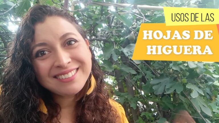 Beneficios del t&eacute; de hojas de higo