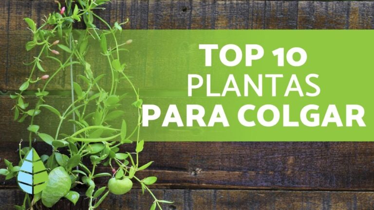 Plantas Colgantes de Interior: Belleza y Resistencia
