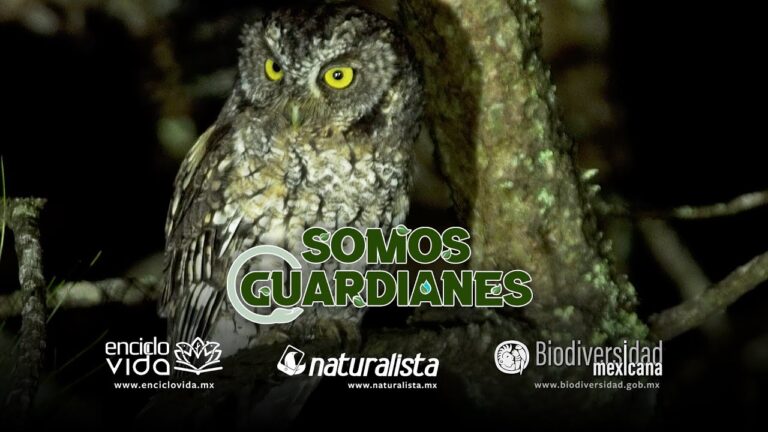 Características y Hábitos de los Tecolotes