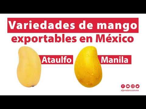 Descubre los Tipos de Mangos Mexicanos y sus Sabores