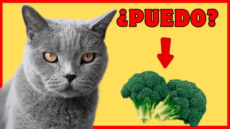 ¿Los gatos pueden comer brócoli? Mitos y realidades