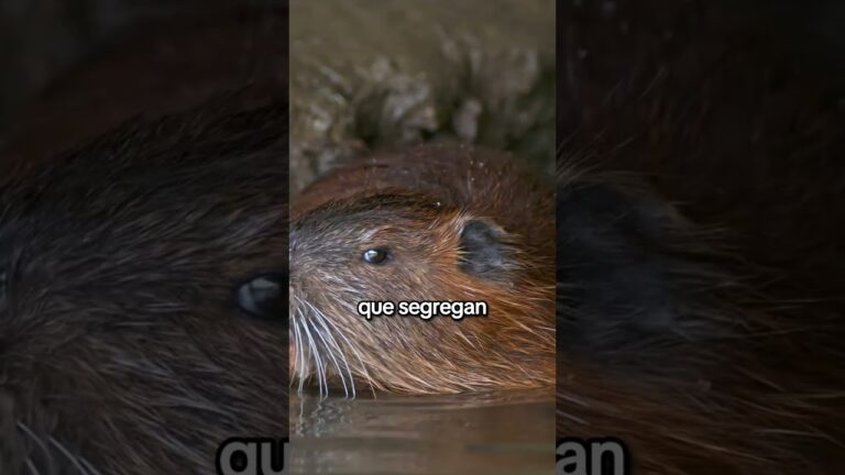 El Origen del Sabor Artificial a Vainilla