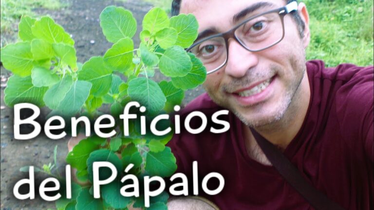Beneficios del Papalo para la Salud